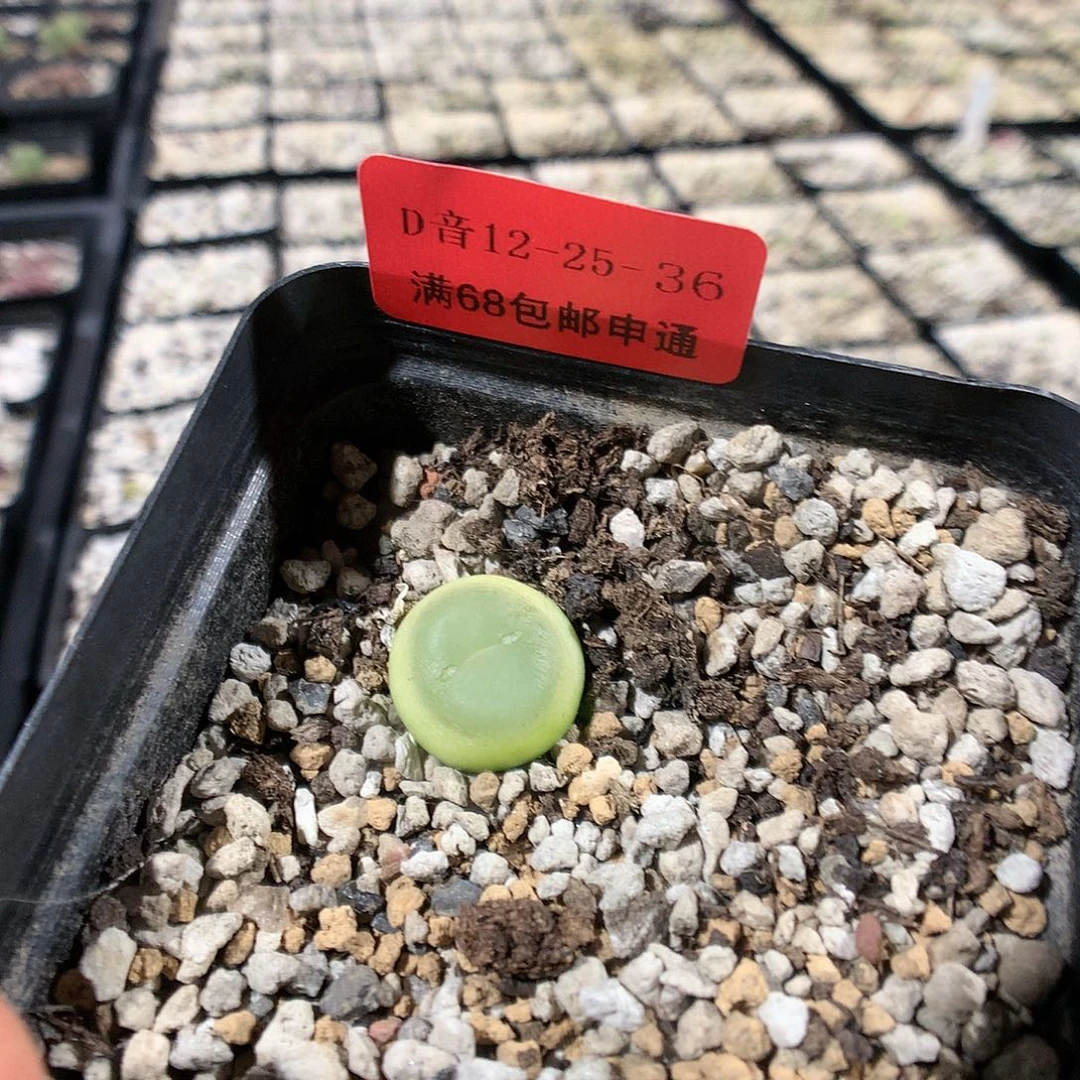 12-25-36    拉登1颗