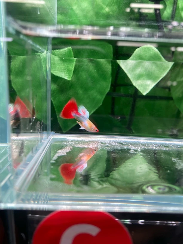 圣诞帽大c 公母双红头