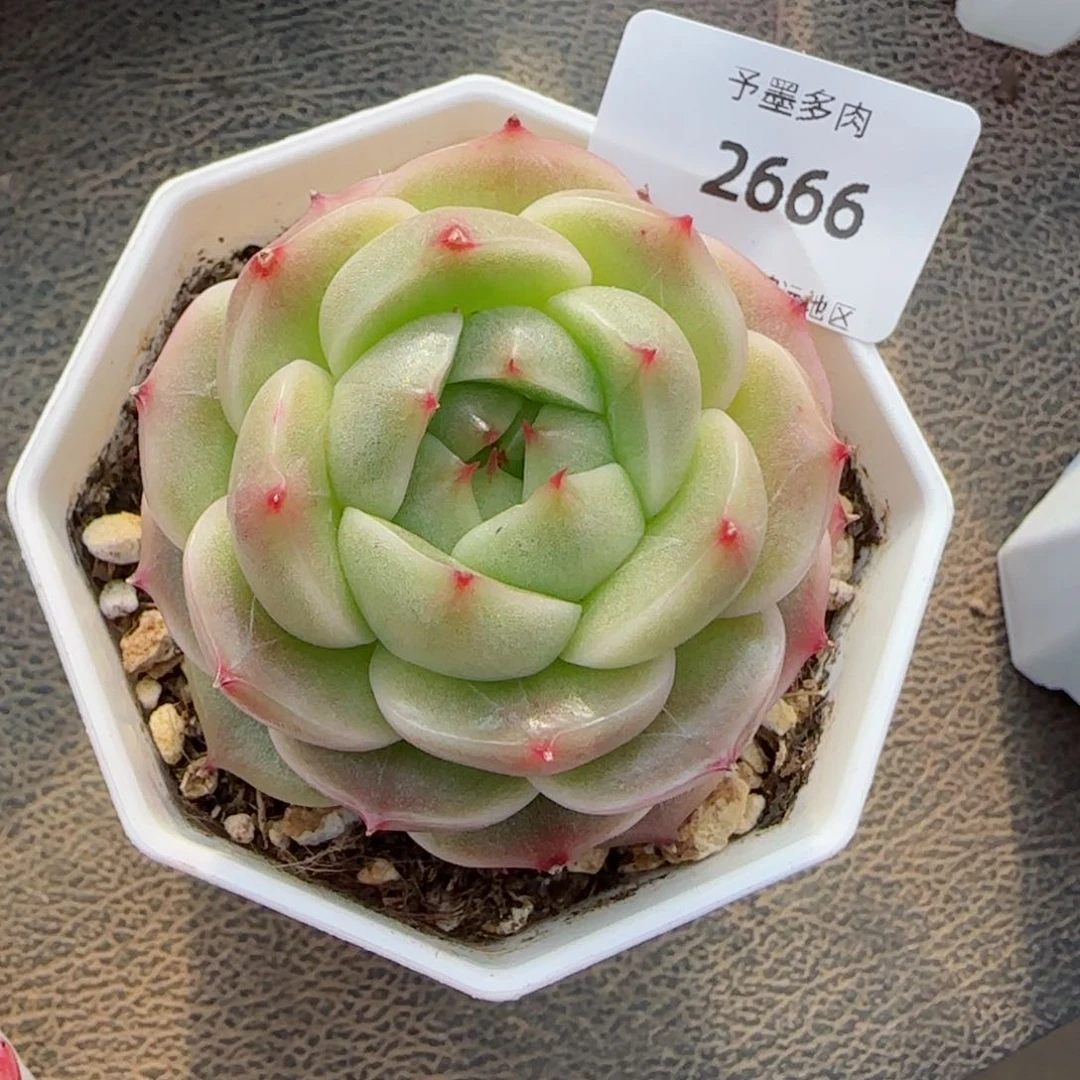 绿包子，2666多肉植物