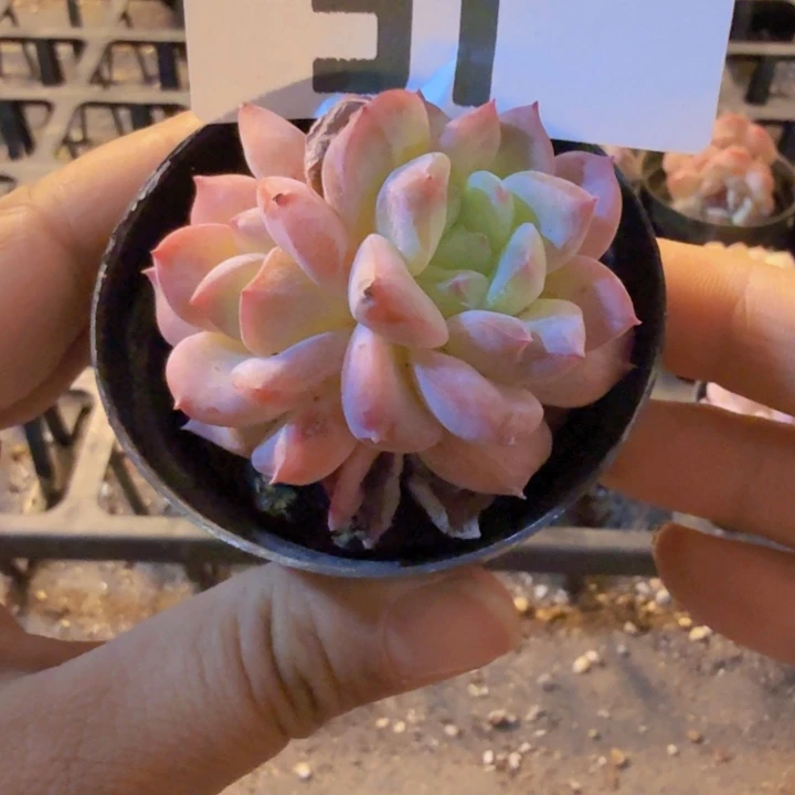 051，qqqqqqqqqqqqqq