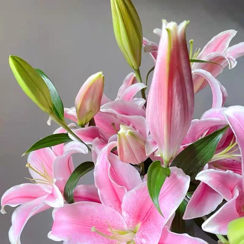 【粉色百合】云南鲜花生日基地直发鲜切花生活鲜花拍2单发顺丰