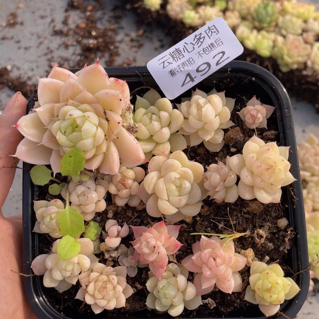 云糖心多肉植物492