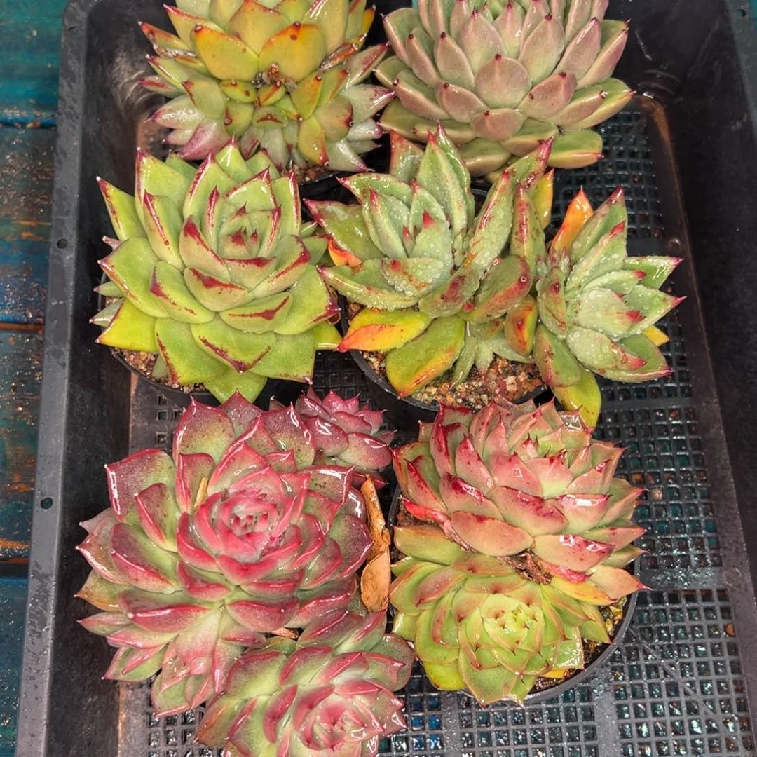 从前慢多肉精选编号0119.314