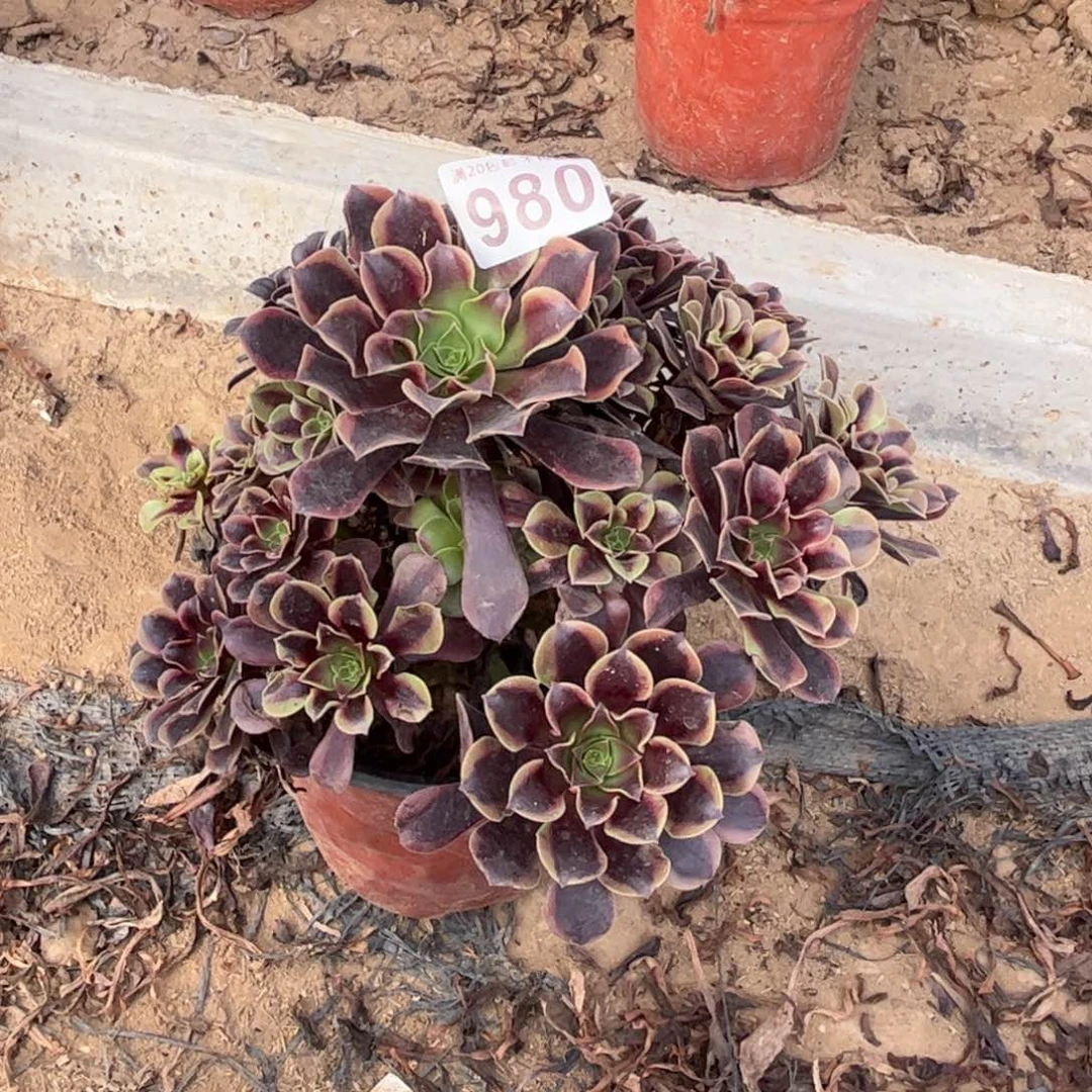 欧嘉莉980不包断枝