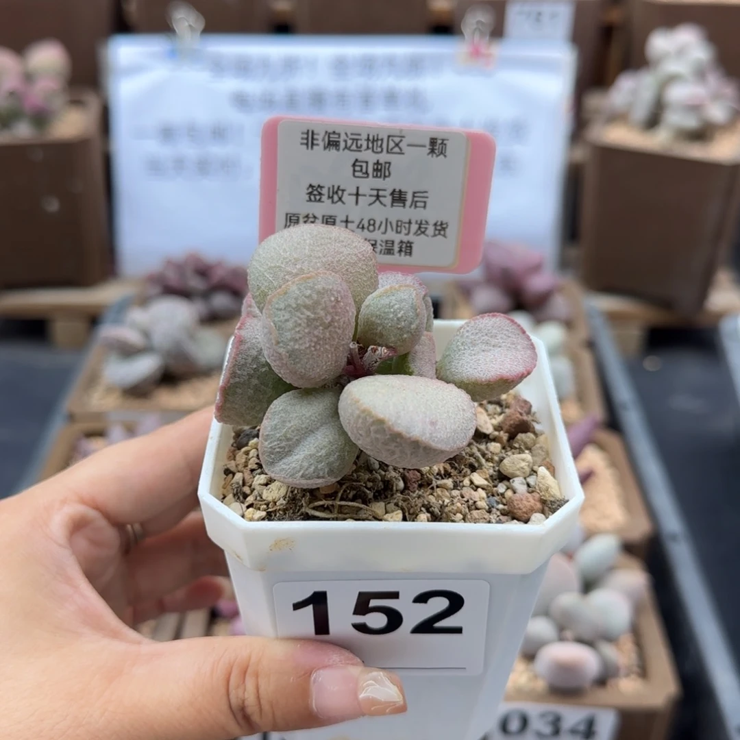 152妖姬多肉植物