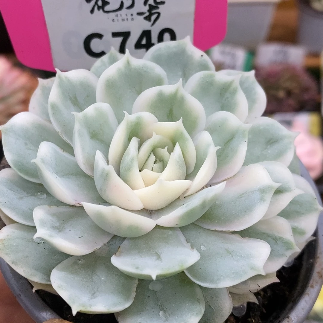 740盎司诺哈哈哈哈哈哈