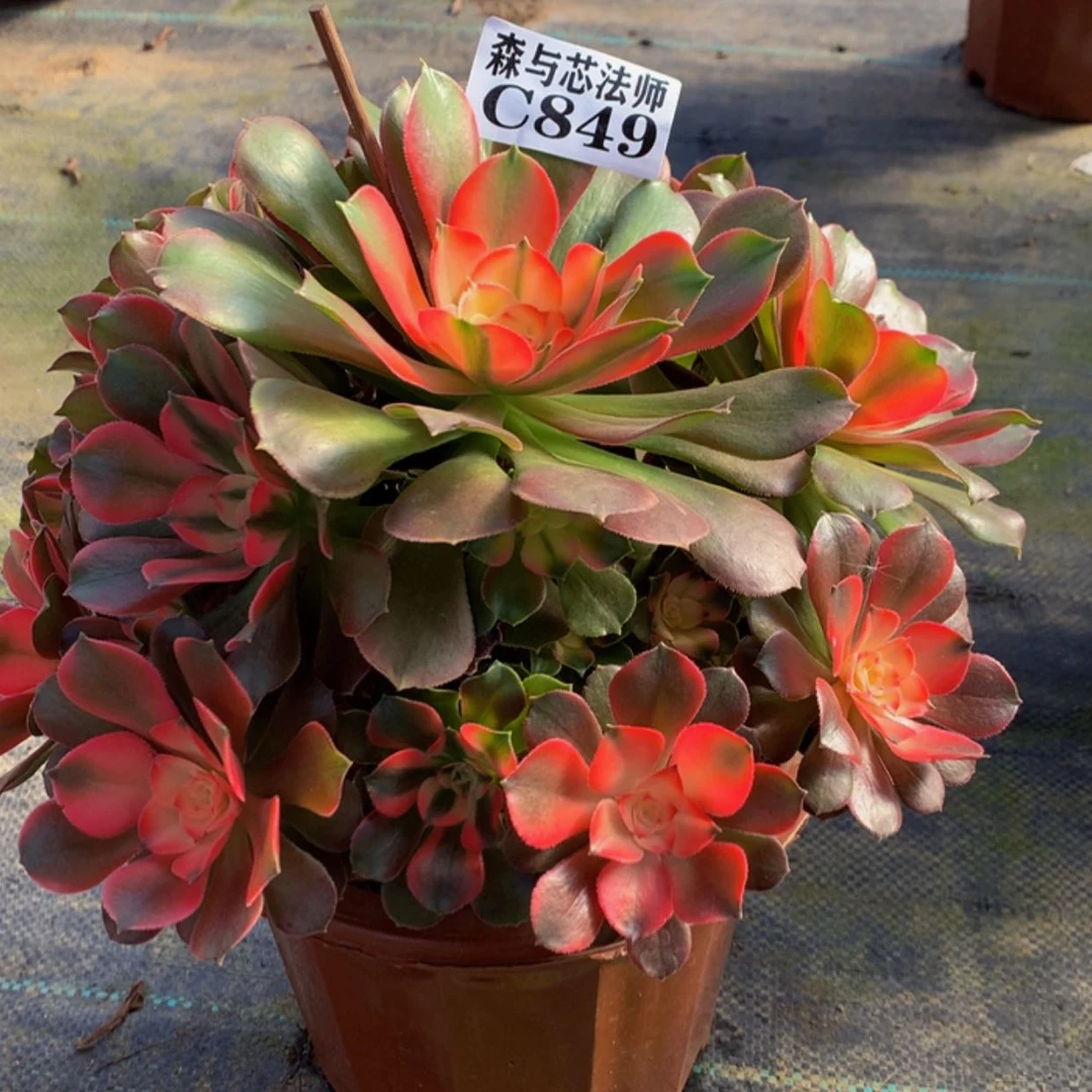 【闪购商品】849香妃