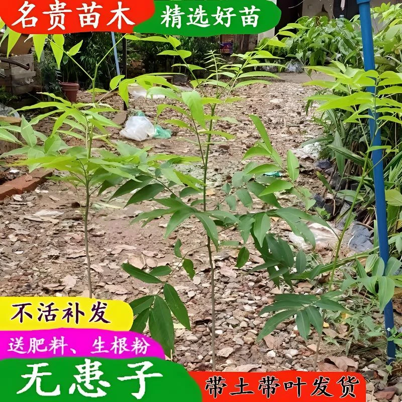 正宗无患子树苗鬼见愁树苗木患子珍贵中药名苦患稀缺庭院地栽盆栽