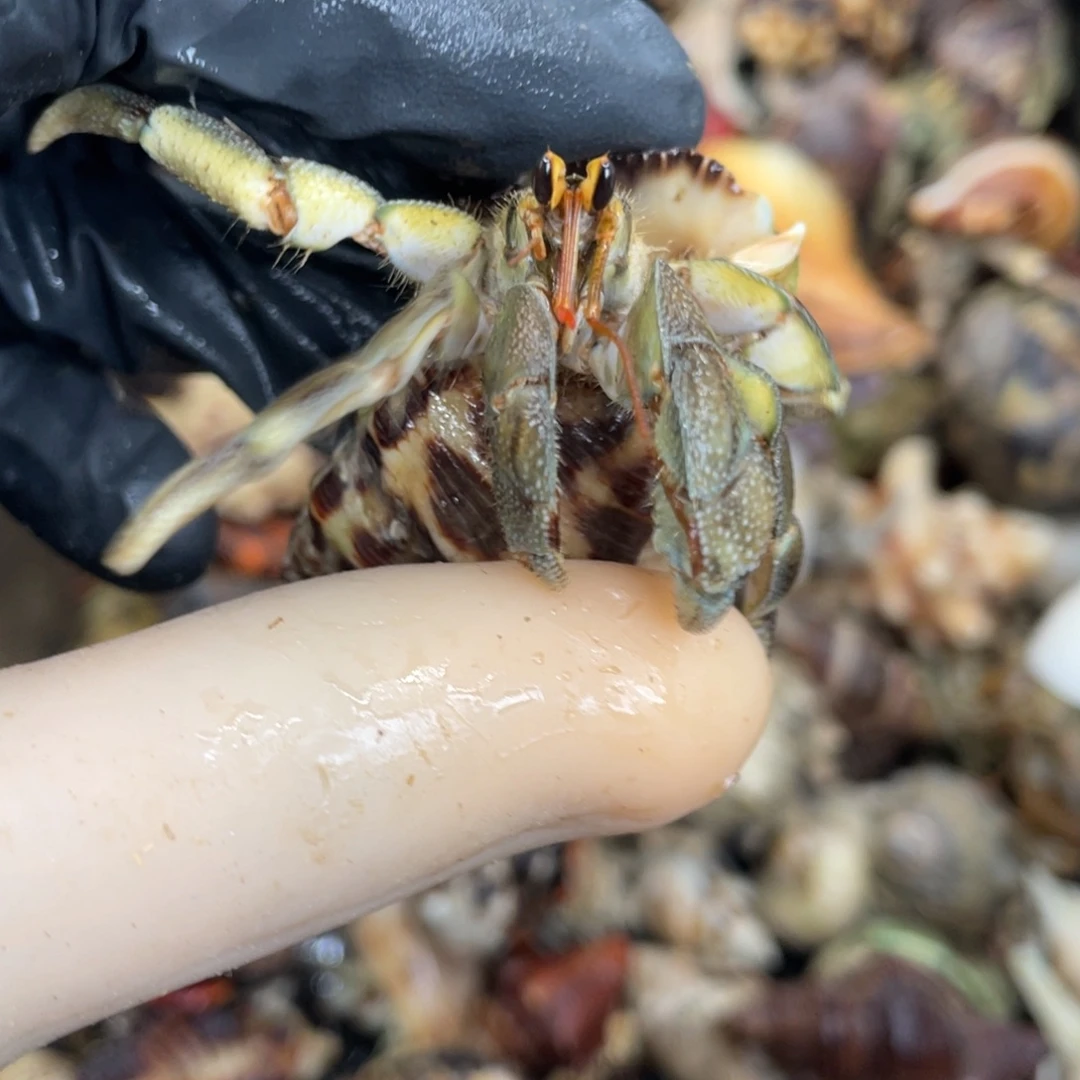 活体宠物不退不换61