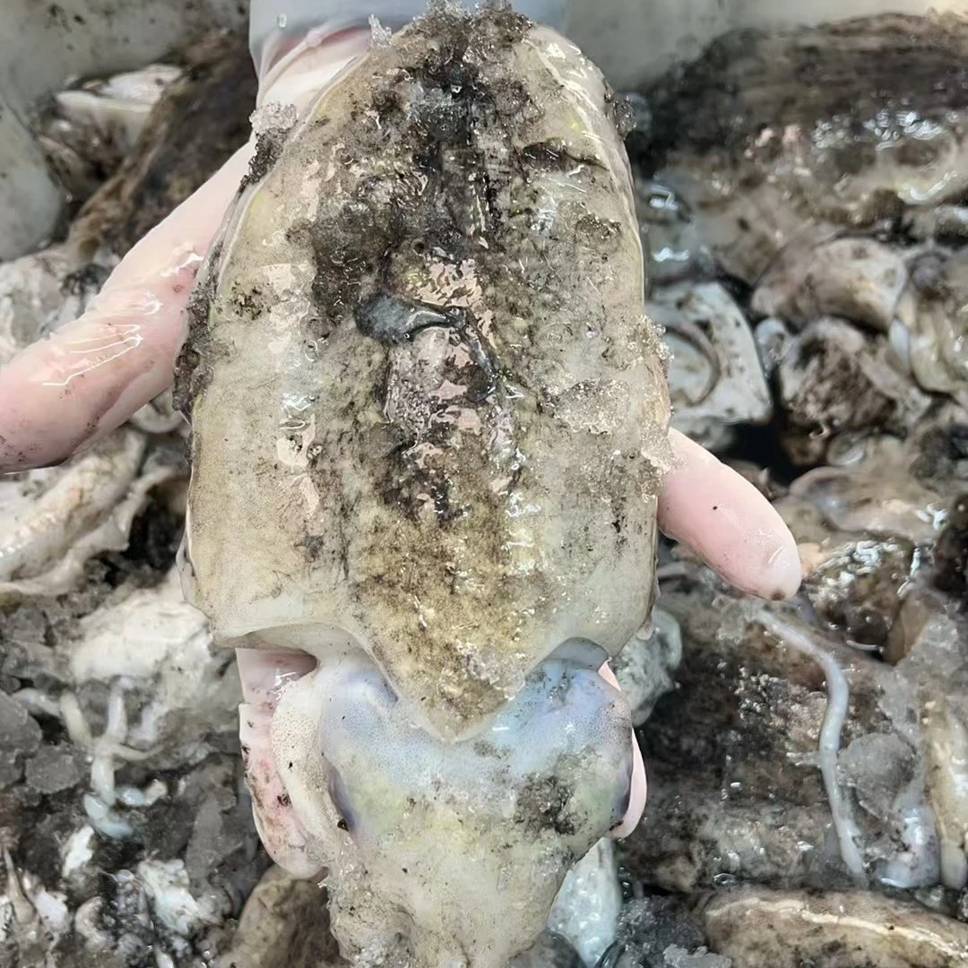 《墨鱼》广东汕尾马宫本港新鲜墨鱼，顺丰冷链发货