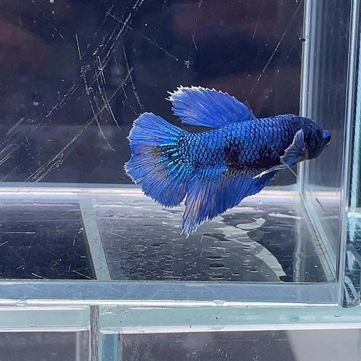 斗鱼包活不包损 感谢支持