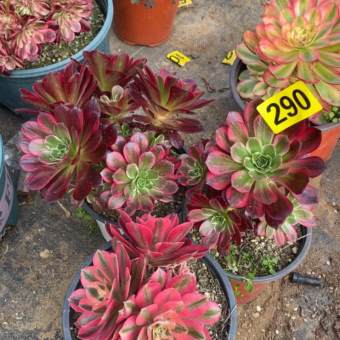 三颗组合多肉法师290