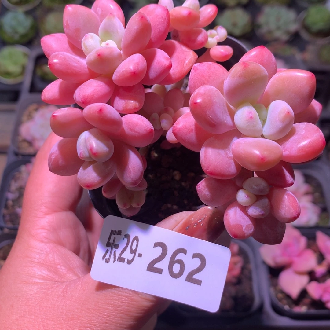 乐然29-262 洛神群