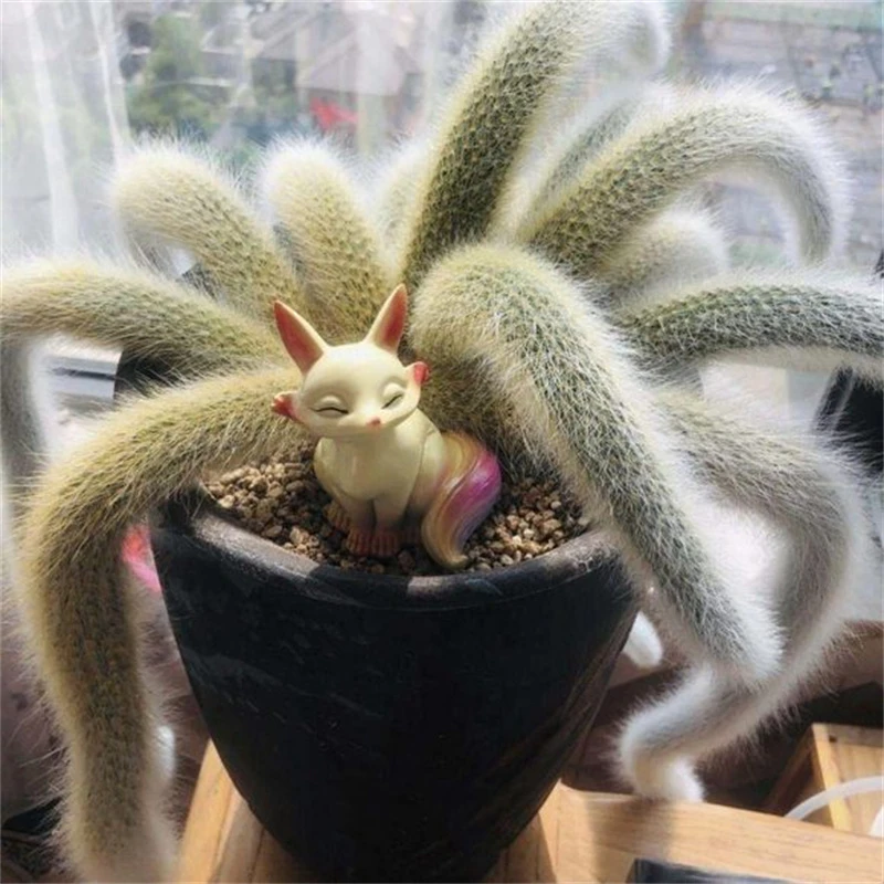 开花九尾狐多肉植物高档盆栽仙人掌长毛软毛尾巴办公室防辐射