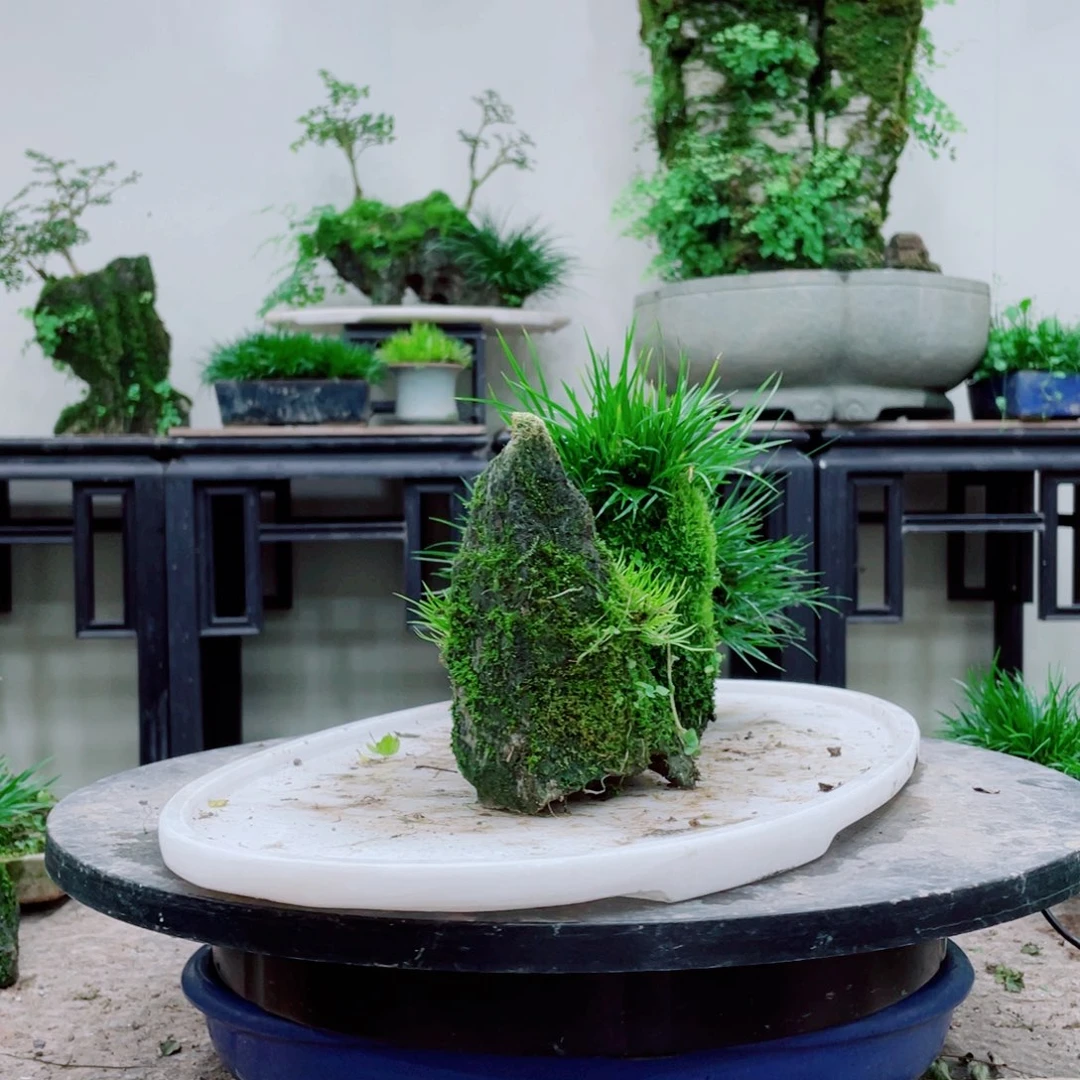 无铅玻璃南****咪铁线蕨的一种