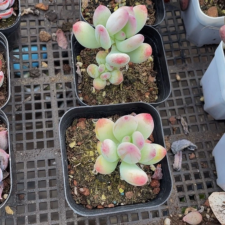 苹果奶带盆土发货