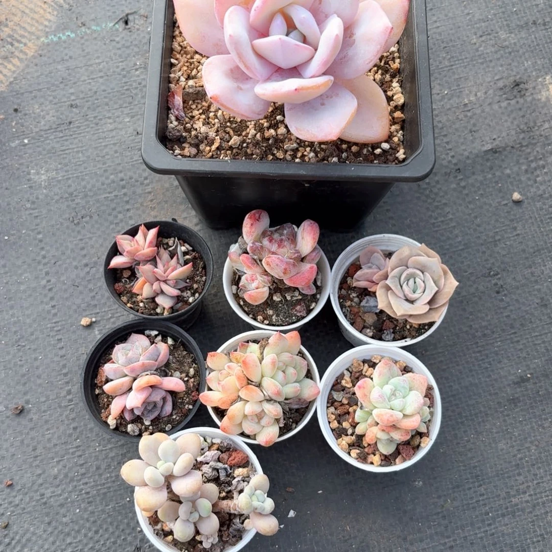 姬***_多肉脱土发货8个的