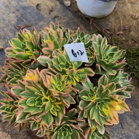 甜茶多肉植物612多肉