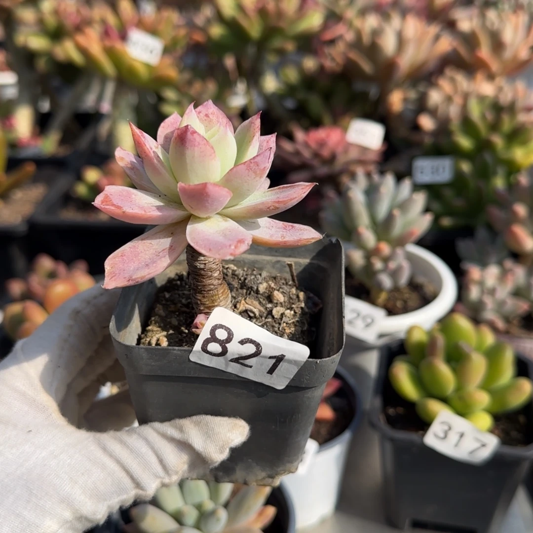 821号一物一拍一物一拍