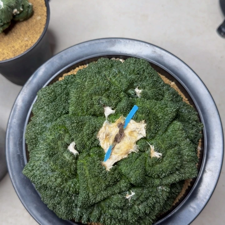 大型矮型肥宽叶立体颗粒