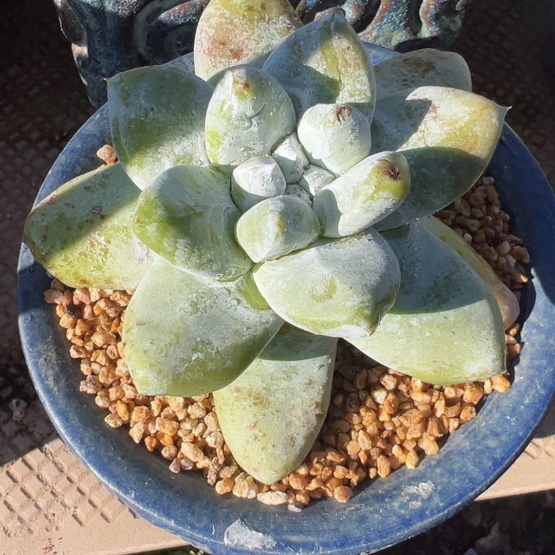 7589拇指仙女杯多肉