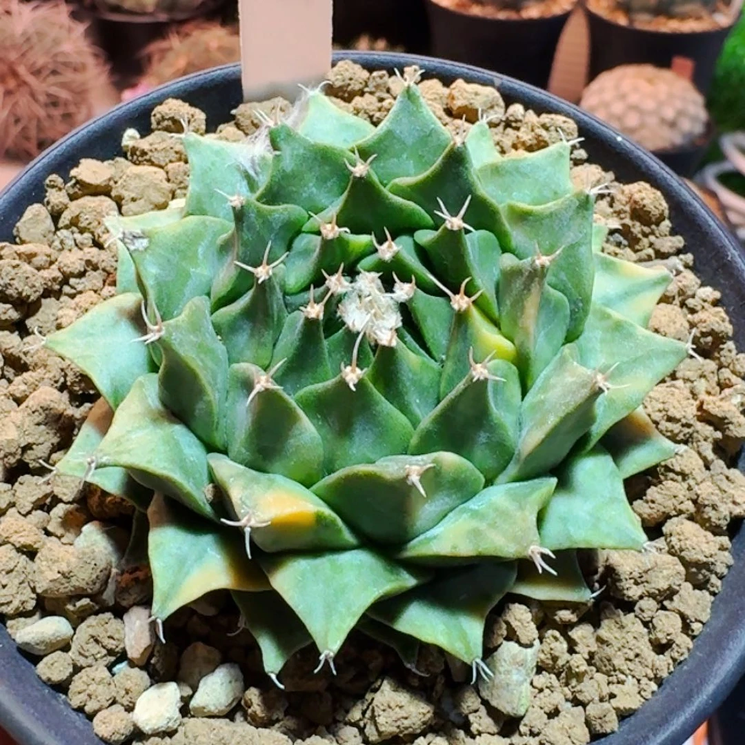 直播间，花花哥哥，帝冠锦，