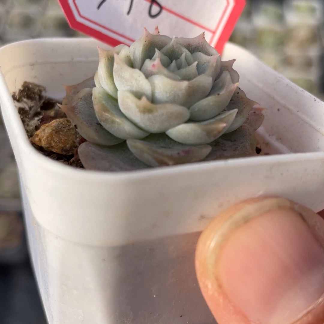 a6号皱叶白吉优选一颗包邮