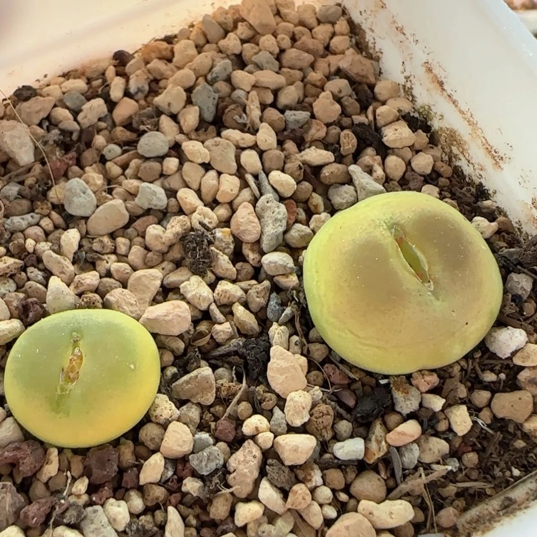 7007 大白多肉植物园