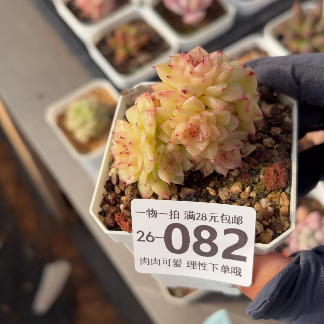 麦秆无盆土发货无