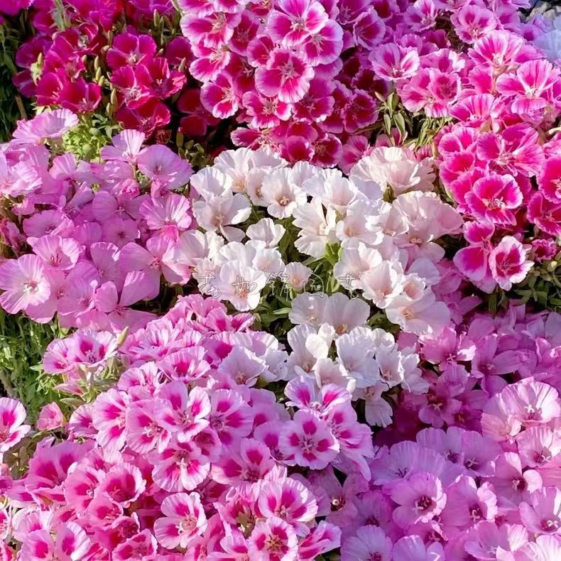 【古代稀种子】高代花晚春锦别春花古代希花种籽盆栽花海四季播