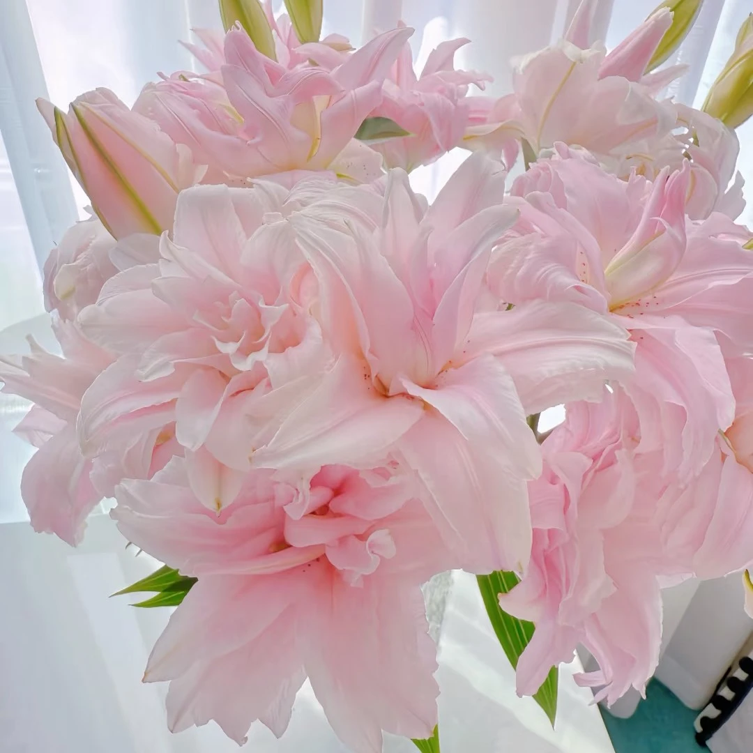 粉黛佳人 桃仙 粉色重瓣百合甜香水养插花东北鲜花原产地直采直发