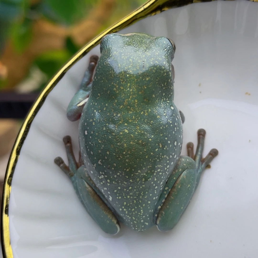 老爷树蛙荧光蓝小短腿15号