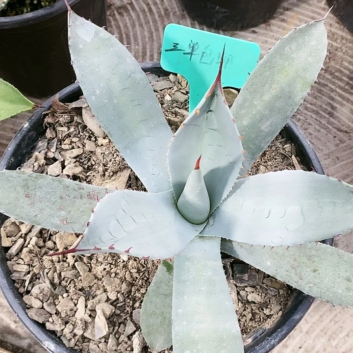 【闪购商品】无花朵龙舌兰圆叶虚空