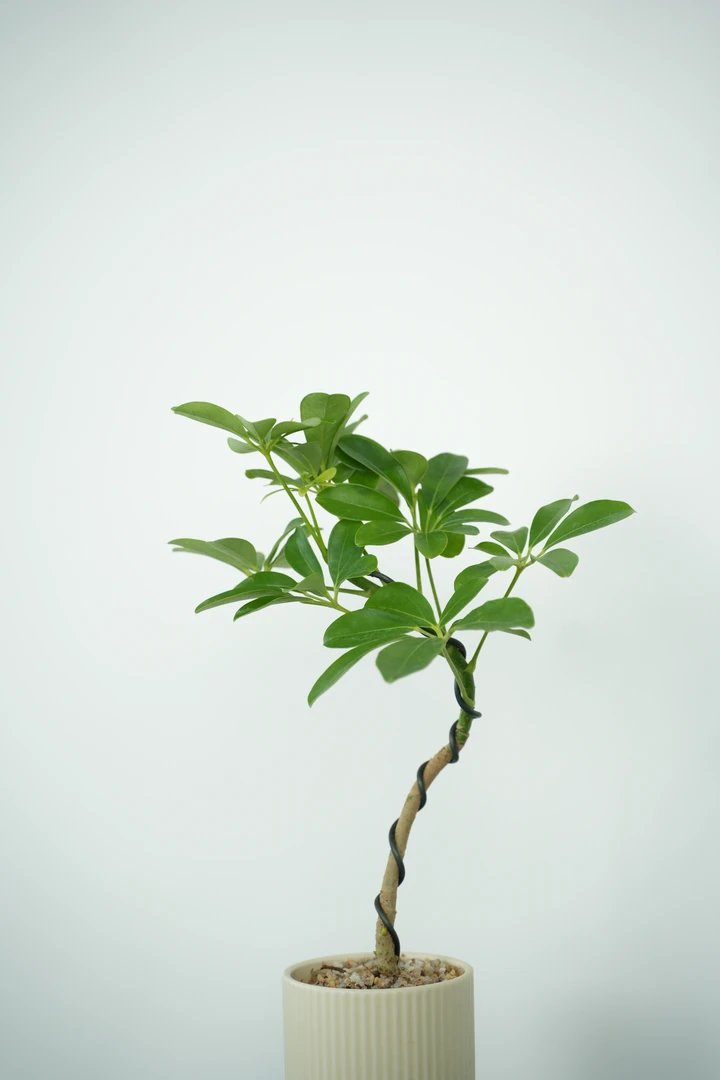 【鸭脚木】盆栽室内桌面摆件四季植物好养