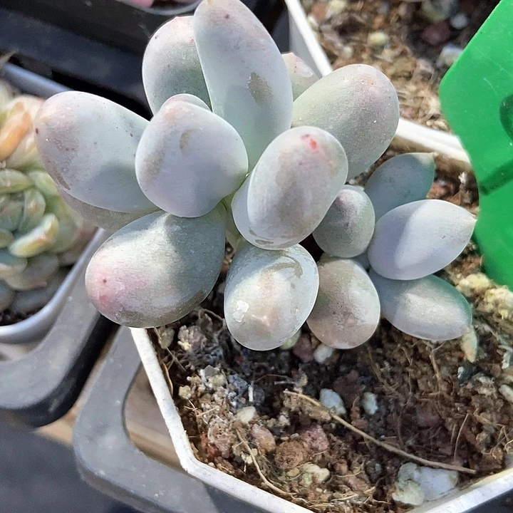 多肉植物米可奶911多肉
