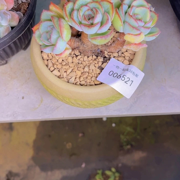 茉***莉多肉一物一拍6512