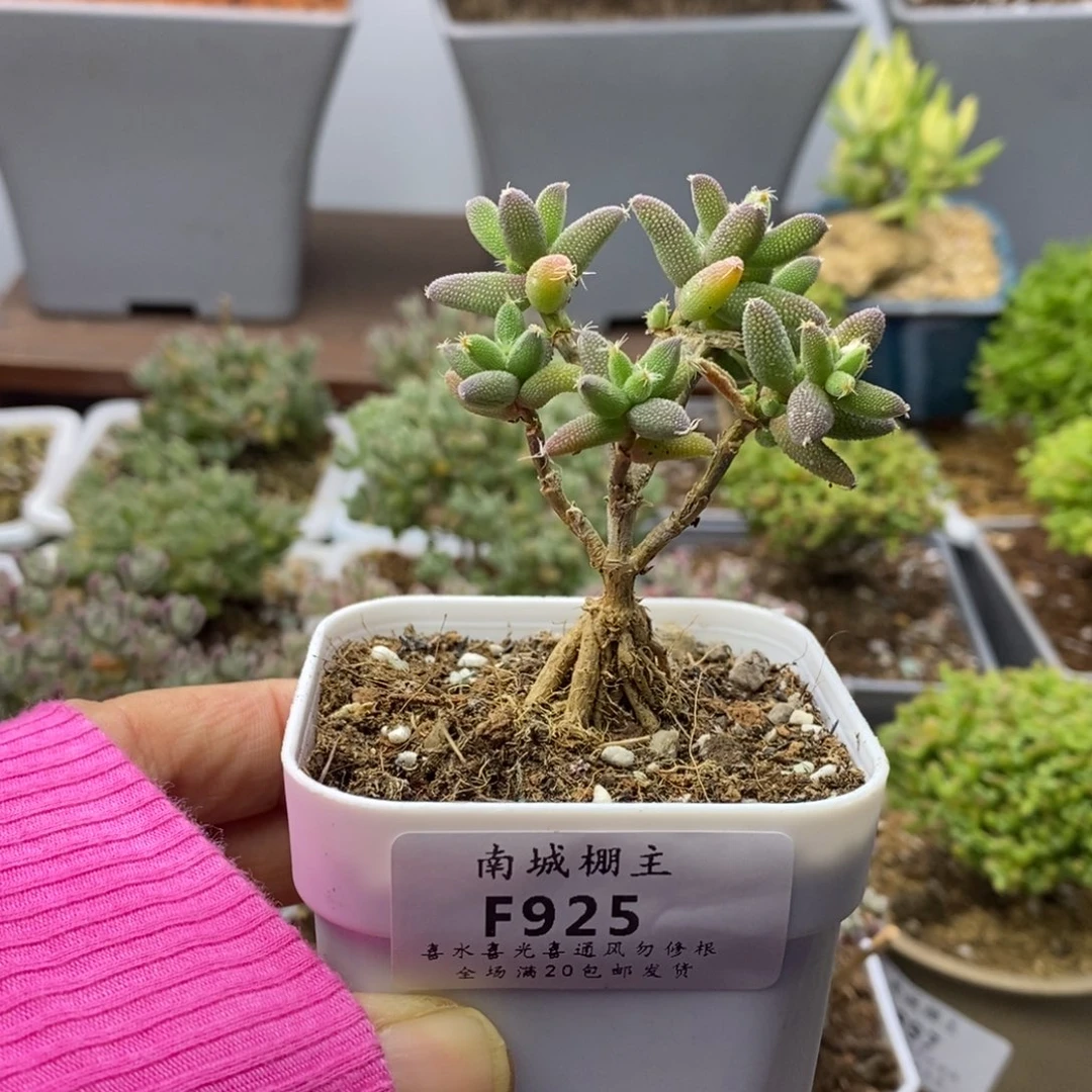 925玉米枝干番杏