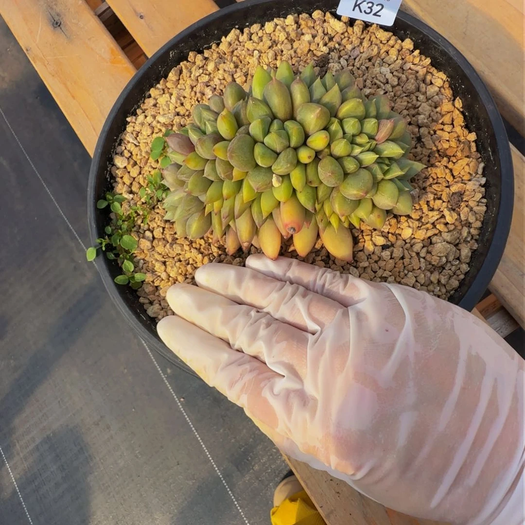 k k k k k k k k k k 32