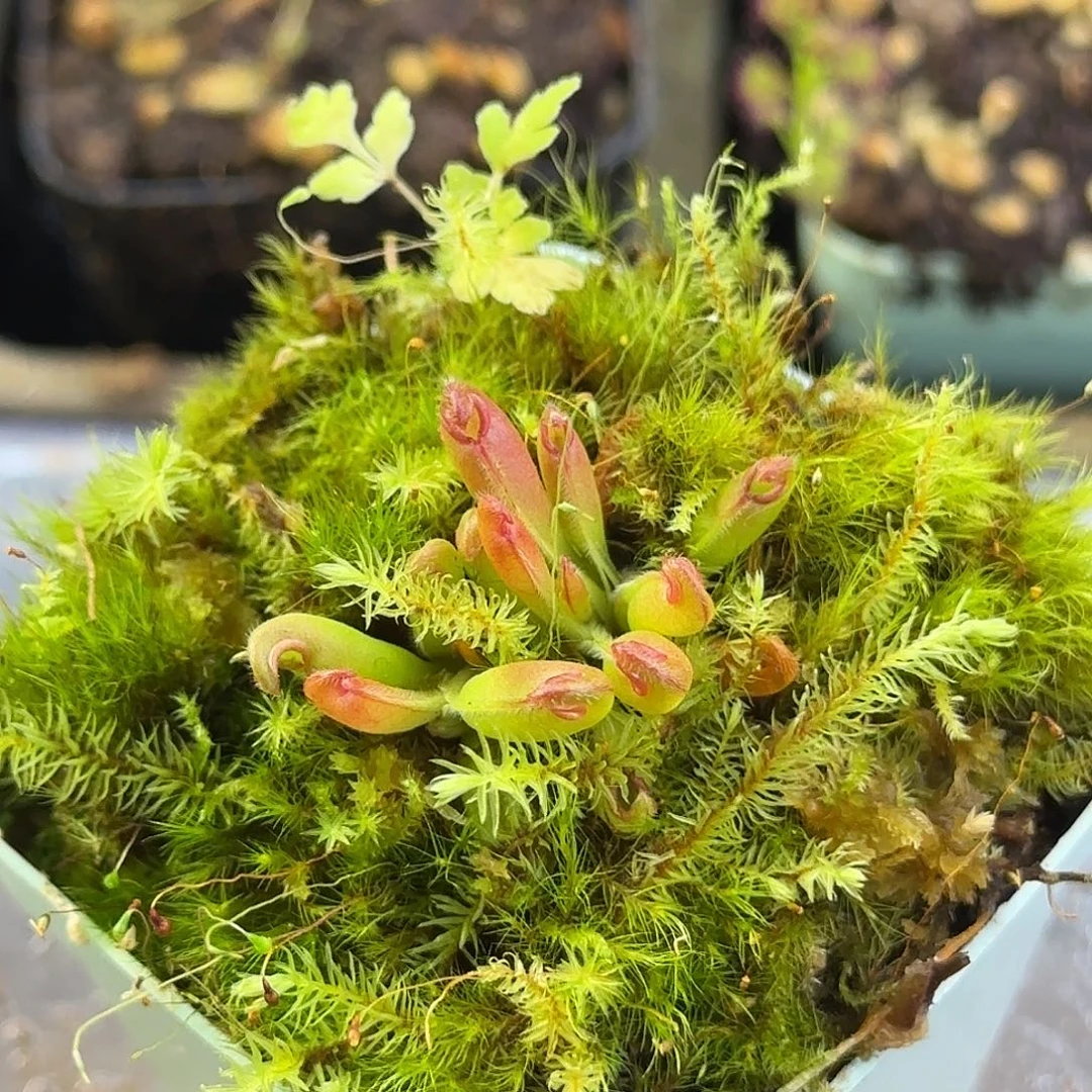 完全开放驰曼塔太阳瓶