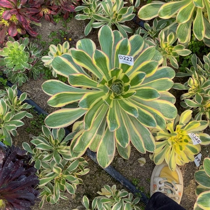 家**宝222燕姿多肉法师不包断枝