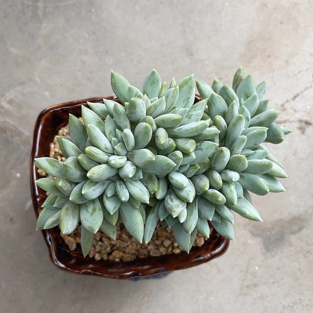 五*子五384664949494994944