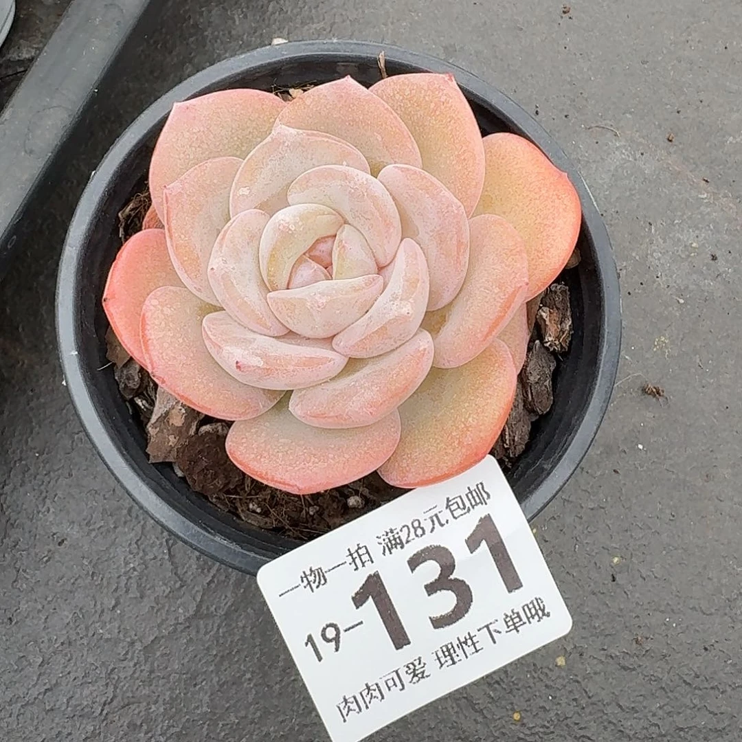 泡芙奶茶无盆土发货