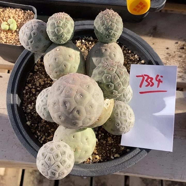 7334。 实生无刺习志野。