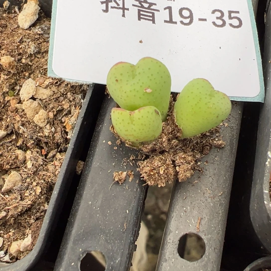 19-35肉锥多肉植物