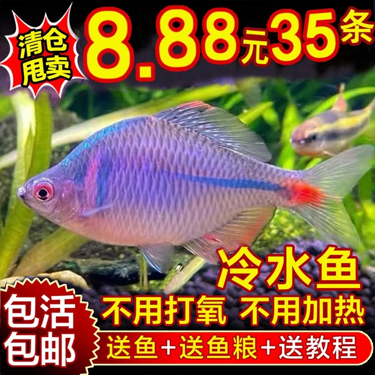 高体鳑鲏鱼河蚌旁皮鱼繁殖原生冷淡水观赏鱼除藻清洁工具鱼群游鱼