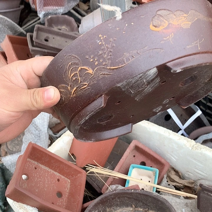 紫砂哈哈真的超级可爱哈哈哈