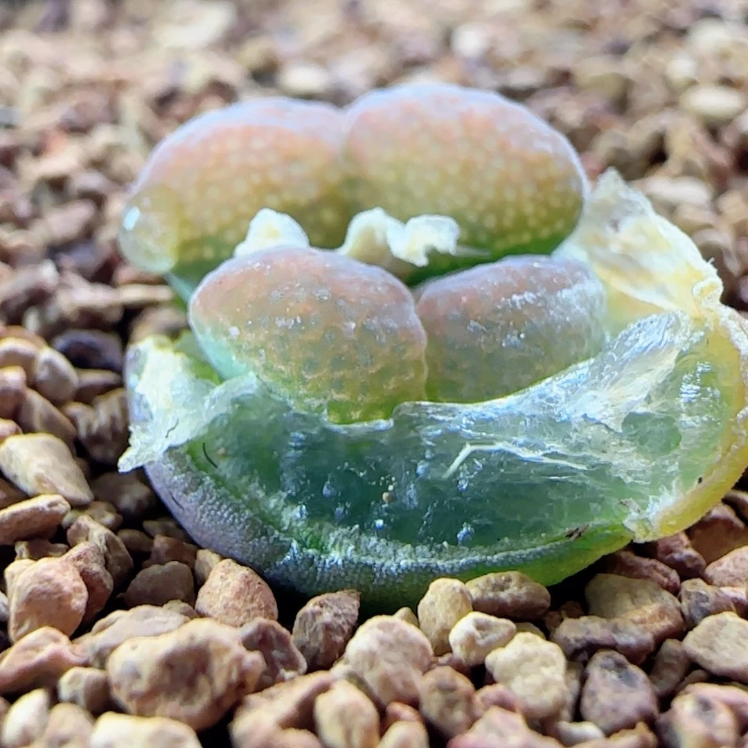 3.13.21/胭脂扣/多肉植物