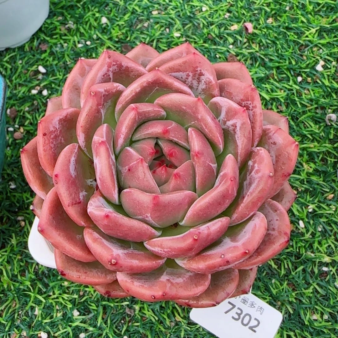 香槟，7302多肉植物