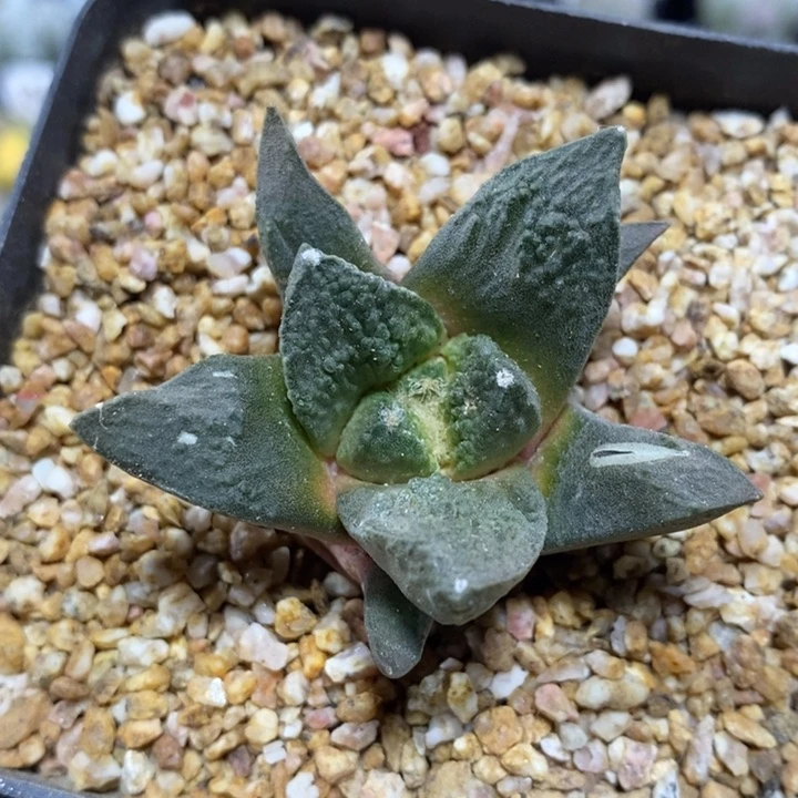 实生哥斯拉牡丹18号5cm