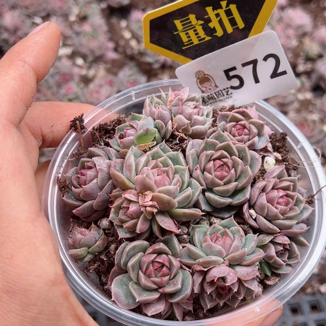 多肉植物多肉植物